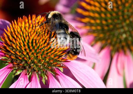 Bumblebees su fiori perenni di Echinacea purpurea rosa in un soleggiato giardino estivo Foto Stock