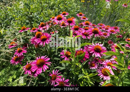 Pink Purple Coneflower Echinacea purpurea "PowWow Wild Berry" in un soleggiato giardino estivo Foto Stock