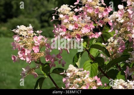 Fiori rosa e bianchi di panicle Hydrangea Hydrangea paniculata 'Wim's Red' in un giardino estivo illuminato dal sole Foto Stock