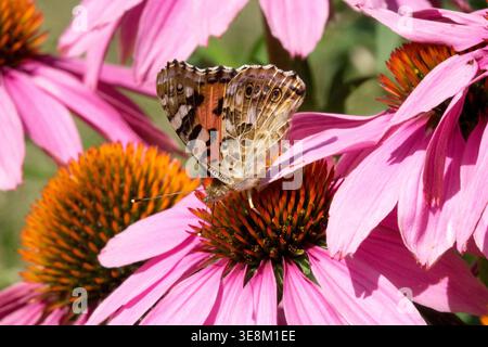 Vanessa cardui, farfalla Lady dipinta su un fiore rosa di Echinacea purpurea in un giardino estivo illuminato dal sole Foto Stock
