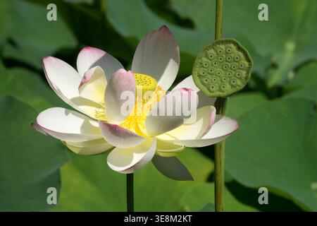 Dettaglio del fiore Nelumbo nucifera di Loto sacro rosa e bianco e cialda di semi in un giardino estivo illuminato dal sole Foto Stock