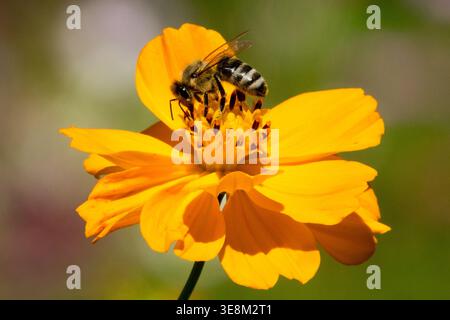 Api mellifera di miele su Cosmos Cosmos sulfureo di arancia, fiore solforato in un giardino estivo illuminato dal sole Foto Stock