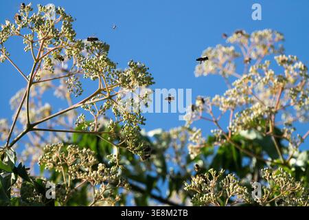 Api mellifere su un albero di api in fiore Tetradium daniellii in un giardino estivo illuminato dal sole Foto Stock
