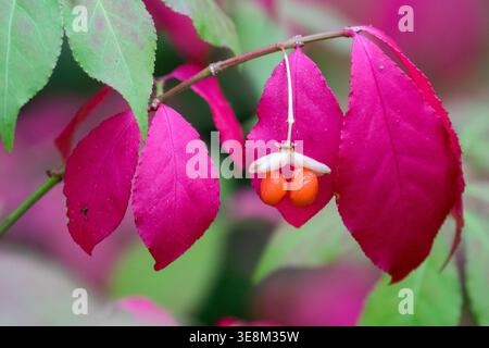 Dettaglio di foglie scarlatte e semi di arancia di Burning Bush Euonymus alatus 'Chicago Fire' in autunno Foto Stock