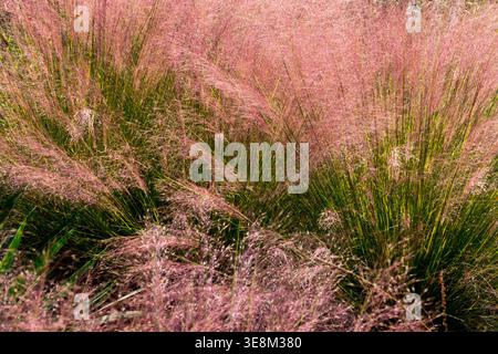 Erba muhly rosa Muhlenbergia capillaris erba ornamentale perenne in un giardino autunnale illuminato dal sole Foto Stock