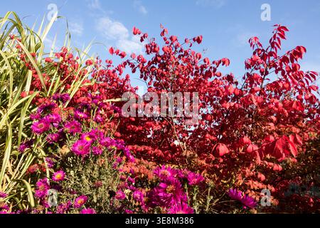 Fiori di Aster rosa e il rosso ardente Bush Euonymus alatus in un soleggiato confine autunnale Foto Stock
