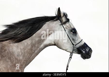 Ritratto di cavallo arabo grigio su sfondo bianco Foto Stock