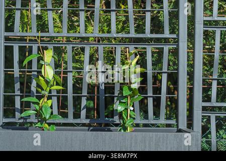 donna contadina con guanti da lavoro in gomma che piantano piantine nel giardino nel terreno in primavera. Foto Stock