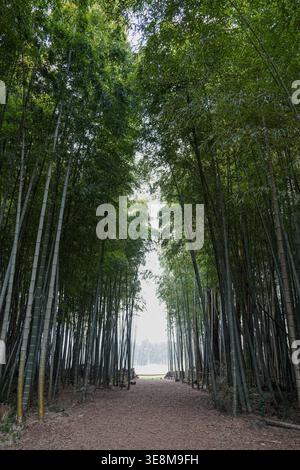 Sentiero della foresta di bambù incorniciato da alti alberi di bambù verde Foto Stock