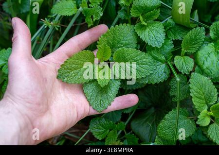 Balsamo fresco al limone nel letto da giardino, coltivazione di erbe Melissa officinalis e concetto di benessere naturale Foto Stock