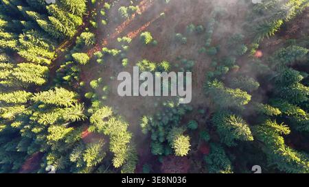 Vista aerea della foresta sempreverde illuminata dal sole. Vista dall'alto verso il basso di una foresta di conifere con soffice nebbia mattutina, luce solare brillante e alberi sparsi su una Foto Stock
