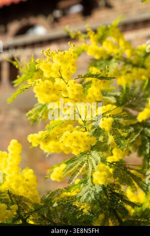 La pianta di Mimosa, comunemente nota come Silver Wattle (Acacia dealbata). Foto Stock