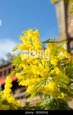 La pianta di Mimosa, comunemente nota come Silver Wattle (Acacia dealbata). Foto Stock