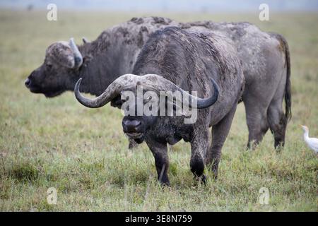 Due bufali selvatici del Capo (Syncerus caffer) camminano attraverso l'erba verde della savana, mostrando cappotti fangosi e grandi corna ricurve. Luce naturale. Foto Stock
