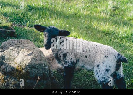Spring Lambs al sole, vicino a Lanehead, Northumberland National Park, aprile 2026 Foto Stock