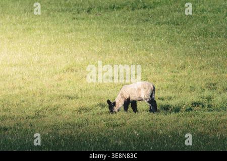 Spring Lambs al sole, vicino a Lanehead, Northumberland National Park, aprile 2026 Foto Stock