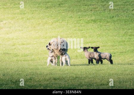Spring Lambs al sole, vicino a Lanehead, Northumberland National Park, aprile 2026 Foto Stock