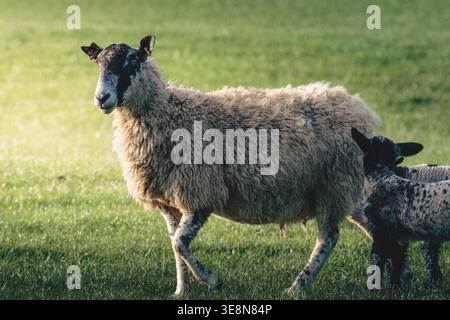 Spring Lambs al sole, vicino a Lanehead, Northumberland National Park, aprile 2026 Foto Stock