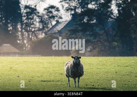 Spring Lambs al sole, vicino a Lanehead, Northumberland National Park, aprile 2026 Foto Stock
