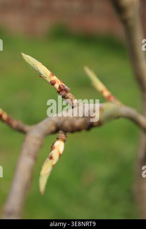 Nuovi boccioli appaiono sui rami di un giardino durante la primavera. L'erba verde brillante circonda i rami, mostrando la crescita della natura. Foto Stock