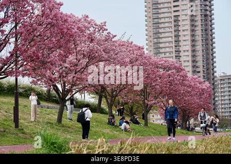 Percorso del parco cittadino fiancheggiato da Cherry Blossom con persone che si godono un picnic primaverile e passeggiate lungo il fiume Foto Stock