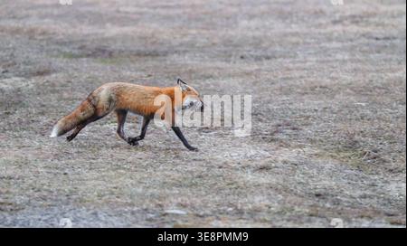 Volpe rossa che torna alla tana con un boccone di volpe in una mattina di primavera nel Wisconsin settentrionale. Foto Stock