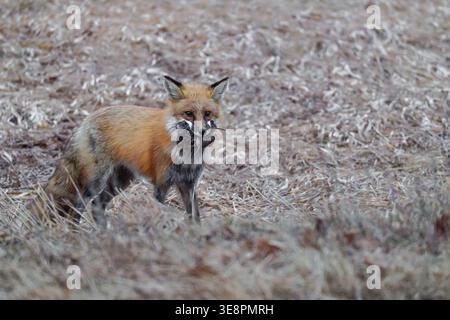 Volpe rossa che torna alla tana con un boccone di volpe in una mattina di primavera nel Wisconsin settentrionale. Foto Stock