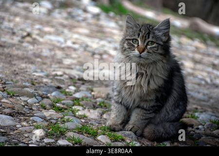 Un adorabile gattino della foresta siberiana Foto Stock