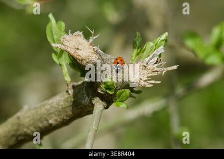 Un macro shot di una cocciniglia semitrasparente (Coccinella septempunctata) che strizza su un ramo di albero grezzo con giovani foglie verdi che iniziano a crescere. Splendida luce solare primaverile e sfondo sfocato naturale. su un ramo d'albero con boccioli verdi freschi in primavera. Foto di alta qualità Foto Stock