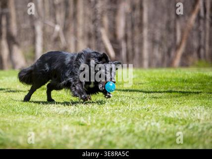 Un cane nero di razza mista Retriever x Border Collie che insegue una palla all'aperto Foto Stock