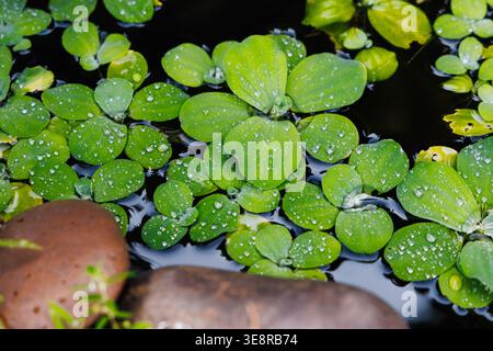 Foglie acquatiche galleggianti rotonde, Hydrocotyle sp., con gocce d'acqua su uno stagno scuro e immobile. Vista dall'alto, effetto loto, verde fresco Foto Stock