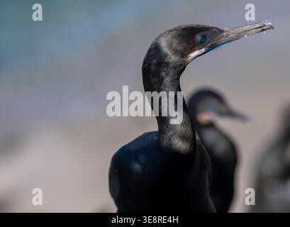 Il cormorano di Brandt seduto sulla costa da vicino a la Jolla, California Foto Stock