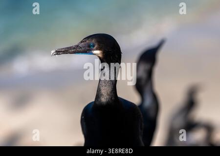 Profilo ravvicinato di un cormorano di Brandt con un vivace occhio blu sulle scogliere di la Jolla, con una costa sfocata e cormorani sullo sfondo. Foto Stock
