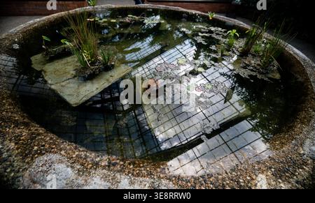 Immerso in un tranquillo giardino, uno stagno circolare rispecchia il cielo e la vegetazione circostante. Le piante delicate sorgono dalla superficie dell'acqua. Foto Stock