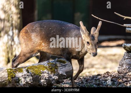 Il cervo maiale indiano, Axis porcinus, è un piccolo cervide originario della regione del subcontinente indiano e della pianura indo-gangetica. Qui in un parco a Germa Foto Stock