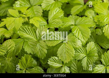 foglie verdi fresche fragili di piantine di fragole, stagione primaverile, un gran numero di grandi foglie di fragole verdi al chiuso prima della piantagione, paglia Foto Stock