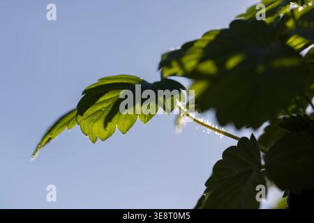 piantine di fragole con foglie verdi prima di piantare nel campo, un gran numero di germogli di fragole dolci che crescono insieme in condizioni di sole e. Foto Stock