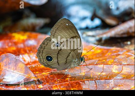 Una farfalla faunis phaon arroccata su una foglia. Mindanao, Filippine. Foto Stock