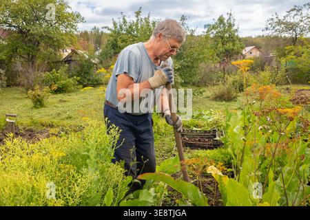 Uomo più anziano giardiniere che lavora nel suo orto, scavando terreno e piantando colture per uno stile di vita sano e prodotti freschi. Raccolta di verdure su a. Foto Stock