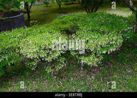 Enkianthus perulatus. Nome giapponese 'Dodan-tsutsuji '. I piccoli fiori bianchi a forma di urna in primavera e il fogliame autunnale sono magnifici. Foto Stock