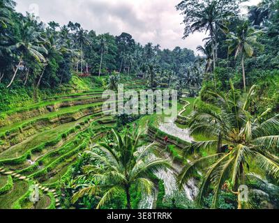 Vista aerea della lussureggiante terrazza di riso di Tegallalang con vibranti campi verdi e palme sotto un cielo nuvoloso a Kecamatan Tegallalang, Bali, Indonesia Foto Stock