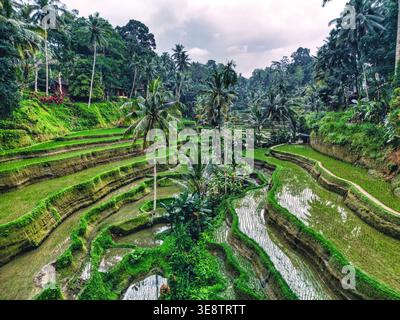 Veduta aerea della Rice Terrace di Tegallalang con lussureggianti risaie verdi e palme sotto un cielo coperto Kecamatan Tegallalang, Bali, Indonesia. Foto Stock