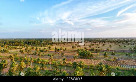 Vista aerea dei terreni agricoli sovrapposti agli alberi di cocco Foto Stock