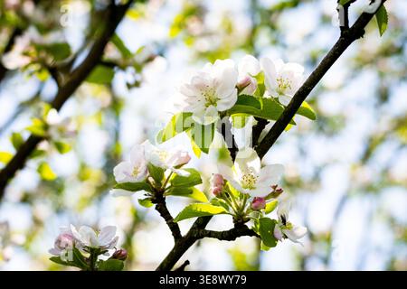 Delicati fiori di mele si aprono su un ramo illuminato dal sole con foglie teneri. Petali bianchi illuminano il cielo luminoso e il morbido bokeh. Le gemme fresche promettono frutta Foto Stock