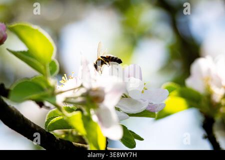 Un'ape atterra su un fiore di mela pallido che raccoglie nettare e polline. Le ali traslucide catturano la luce mentre le foglie fresche incorniciano la vista ravvicinata di Active Foto Stock