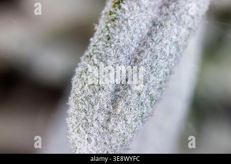 Primo piano della superficie pelosa della foglia di lavanda (Lavandula sp.) Foto Stock