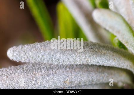 Primo piano della superficie pelosa della foglia di lavanda (Lavandula sp.) Foto Stock