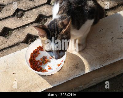 Vista dall'alto di un gatto che si gusta il cibo secco in un contenitore di plastica bianco Foto Stock