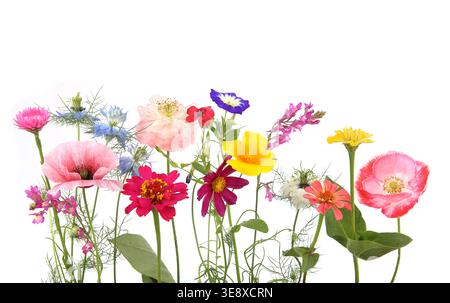 Fiori da giardino in fiore isolati su sfondo bianco. Foto in studio di diversi fiori colorati. Foto Stock