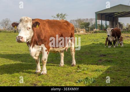 Bovini Hereford, mucche con vitelli in campo, Boyton, Suffolk, Inghilterra, Regno Unito Foto Stock